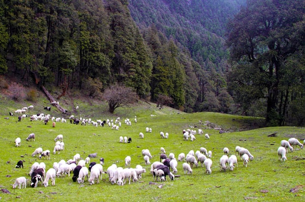 Cattle grazing on the slopes of Barnala