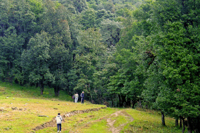 Thick forests on the way to Nagtibba