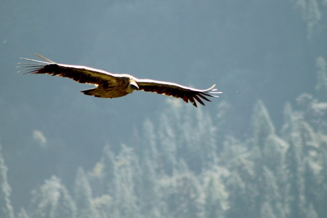 We managed to click a beautiful eagle soaring high while on this dodital trek
