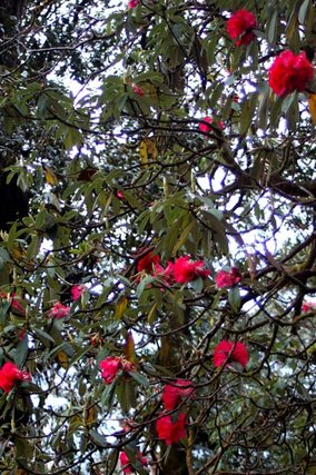 Rhododendron flowers in bloom at Dayara Bugyal